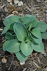 Blue Mouse Ears Hosta (Hosta 'Blue Mouse Ears') at The Mustard Seed