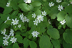 Rue Anemone (Anemonella thalictroides) at A Very Successful Garden Center