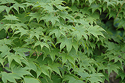 Utsu Semi Japanese Maple (Acer palmatum 'Utsu Semi') at A Very Successful Garden Center
