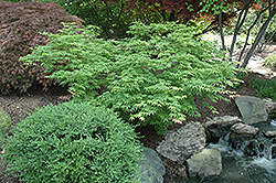Utsu Semi Japanese Maple (Acer palmatum 'Utsu Semi') at Stonegate Gardens