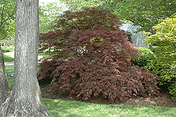 Garnet Cutleaf Japanese Maple (Acer palmatum 'Garnet') at A Very Successful Garden Center