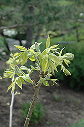 Montgomery Pecan (Carya illinoinensis 'Montgomery') at A Very Successful Garden Center