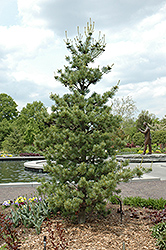 Venus Japanese White Pine (Pinus parviflora 'Venus') at A Very Successful Garden Center