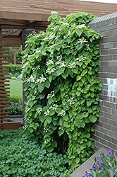 Japanese Hydrangea Vine (Schizophragma hydrangeoides) at A Very Successful Garden Center