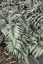 Pewter Lace Painted Fern (Athyrium nipponicum 'Pewter Lace') at Stonegate Gardens