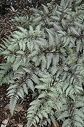 Silver Falls Painted Fern (Athyrium nipponicum 'Silver Falls') at Lakeshore Garden Centres