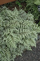 Wildwood Twist Japanese Painted Fern (Athyrium nipponicum 'Wildwood Twist') at Stonegate Gardens