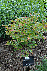 Red Pygmy Dwarf Red Flowering Dogwood (Cornus florida 'Red Pygmy') at A Very Successful Garden Center