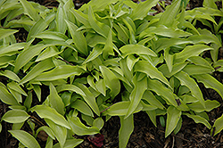 Chartreuse Wiggles Hosta (Hosta 'Chartreuse Wiggles') at Lakeshore Garden Centres