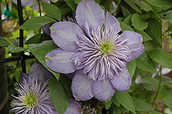 Blue Light Clematis (Clematis 'Blue Light') at The Mustard Seed