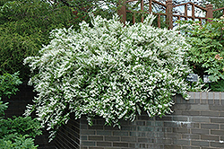 Slender Deutzia (Deutzia gracilis) at A Very Successful Garden Center