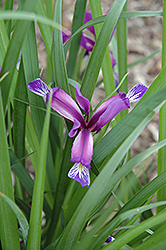 Plum Scented Iris (Iris graminea) at A Very Successful Garden Center