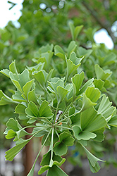 Tube Leaf Ginkgo (Ginkgo biloba 'Tubiformis') at A Very Successful Garden Center