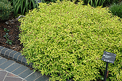 Limemound Spirea (Spiraea japonica 'Limemound') at A Very Successful Garden Center