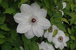 Henryi Hybrid Clematis (Clematis 'Henryi') at A Very Successful Garden Center