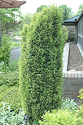 Gold Cone Juniper (Juniperus communis 'Gold Cone') at A Very Successful Garden Center