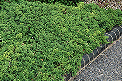 Green Mound Dwarf Japanese Juniper (Juniperus procumbens 'Green Mound') at A Very Successful Garden Center