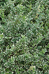 Variegated Wintercreeper (Euonymus fortunei 'Variegatus') at Lakeshore Garden Centres