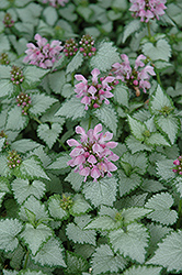 Pink Chablis Spotted Dead Nettle (Lamium maculatum 'Checkin') at A Very Successful Garden Center