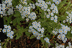 Everblooming Forget-Me-Not (Myosotis scorpioides 'Semperflorens') at A Very Successful Garden Center