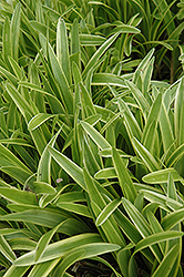 Variegata Lily Turf (Liriope muscari 'Variegata') at Lakeshore Garden Centres