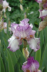 Autumn Tryst Iris (Iris 'Autumn Tryst') at Stonegate Gardens