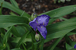 Purple Profusion Spiderwort (Tradescantia x andersoniana 'Purple Profusion') at Stonegate Gardens