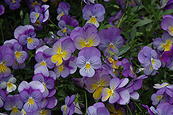 Rebel Blue and Yellow Pansy (Viola 'Rebel Blue and Yellow') at Stonegate Gardens