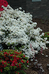 Delaware Valley White Azalea (Rhododendron 'Delaware Valley White') at Lakeshore Garden Centres