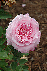 Belinda's Dream Rose (Rosa 'Belinda's Dream') at Lakeshore Garden Centres