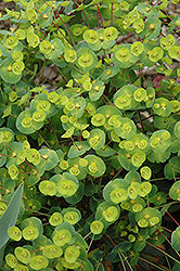 Efanthia Wood Spurge (Euphorbia amygdaloides 'Efanthia') at A Very Successful Garden Center