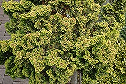 Dwarf Golden Hinoki Falsecypress (Chamaecyparis obtusa 'Nana Lutea') at A Very Successful Garden Center