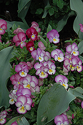 Ultima Radiance Pink Pansy (Viola 'Ultima Radiance Pink') at A Very Successful Garden Center