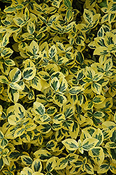 Emerald 'n' Gold Wintercreeper (Euonymus fortunei 'Emerald 'n' Gold') at Lakeshore Garden Centres