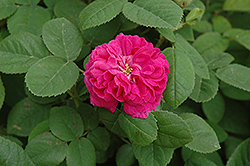 Rose de Rescht Rose (Rosa 'Rose de Rescht') at A Very Successful Garden Center