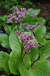 Purpleleaf Bergenia (Bergenia purpurascens) at A Very Successful Garden Center