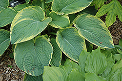 Great Arrival Hosta (Hosta 'Great Arrival') at A Very Successful Garden Center