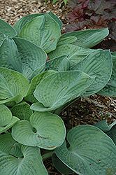 Nate The Great Hosta (Hosta 'Nate The Great') at Stonegate Gardens