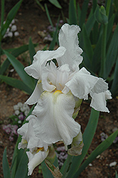 Announcement Iris (Iris 'Announcement') at A Very Successful Garden Center
