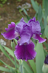 Theme Master Iris (Iris 'Theme Master') at A Very Successful Garden Center