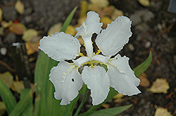 White Japanese Rooftop Iris (Iris tectorum 'Alba') at Stonegate Gardens