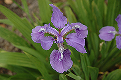 Bamboo Iris (Iris wattii) at Stonegate Gardens