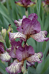Gnu Rayz Iris (Iris 'Gnu Rayz') at A Very Successful Garden Center