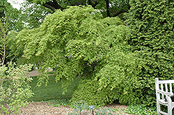 Germaine's Gyration Cutleaf Japanese Maple (Acer palmatum 'Germaine's Gyration') at Stonegate Gardens