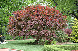 Trompenburg Japanese Maple (Acer palmatum 'Trompenburg') at Lakeshore Garden Centres