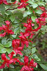 Hoosier Hysteria Azalea (Rhododendron 'Hoosier Hysteria') at Stonegate Gardens