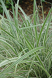 Rigoletto Maiden Grass (Miscanthus sinensis 'Rigoletto') at A Very Successful Garden Center