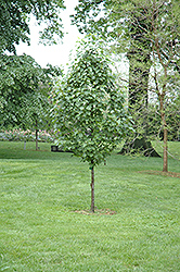 Wild Service Tree (Sorbus torminalis) at A Very Successful Garden Center