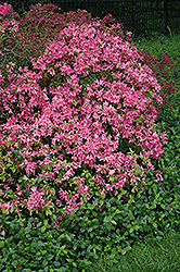 Amoenum Azalea (Rhododendron 'Amoenum') at A Very Successful Garden Center