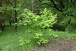 Vine Maple (Acer circinatum) at A Very Successful Garden Center